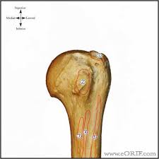 Proximal Humerus Anatomy Eorif