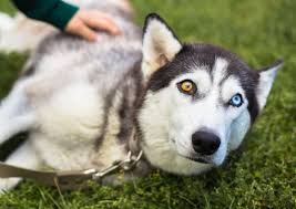 Puppies' eyes start to focus around day 14. Husky Eye Colors All Eye Colors Explained With Pictures
