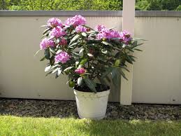 How To Transplant Rhododendrons Ehow Com Rhododendron Plant Flower Pots Flower Garden Design
