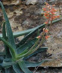 Image result for Aloe wollastonii