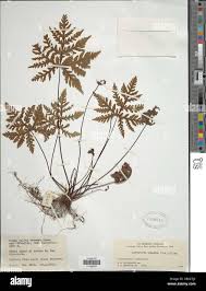 Image result for Doryopteris concolor