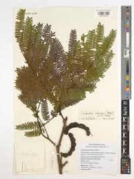 Image result for Cathormion altissimum