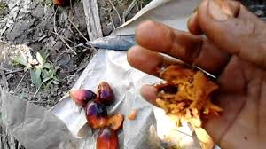 Umpan Jitu Ikan Gurame Kalui Youtube