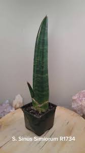 Image result for Sansevieria sinus-simiorum