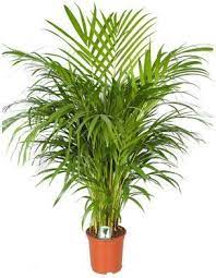 Tom of the house with three screws (you'll need to drill thr ee holes in the cap first). Areca Palm Butterfly Palm Houseplant 19cm Homebase House Plants Plants Indoor Plants