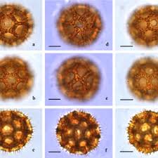 Image result for Bothriocline quercifolia