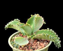 Image result for Kalanchoe daigremontiana