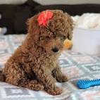 Mini Labradoodle Puppies For Sale | Greenfield Puppies