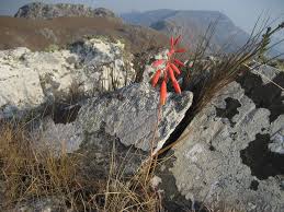 Image result for Aloe wildii