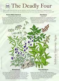 Pin On List Of Herbs