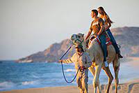 Camels are one of the friendliest and most loving animals you will ever meet. Cabo San Lucas Camel Riding Safari A Unique Excursion