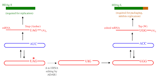 Da d.l., heller t., koh c. Viruses Free Full Text Rna Editing And Its Control In Hepatitis Delta Virus Replication Html