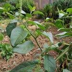 Image result for Phytolacca dodecandra