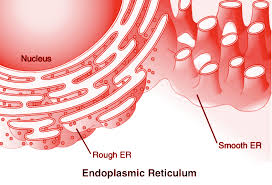 In both animal and plant cells, endoplasmic reticulum is seen. Write Different Types Of Endoplasmic Reticulum Class 11 Biology Cbse