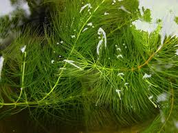 Image result for Ceratophyllum muricatum