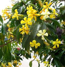 Image result for Hymenosporum