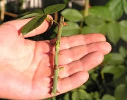 Bunga ros dikenal juga dengan nama bunga mawar yang merupakan salah satu jenis tanaman semak dari genus rosa. Cara Menanam Bunga Mawar Dengan Stek Batang Di Pot Bibitbunga Com