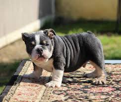 You'll receive email and feed alerts when new items arrive. Gorgeous Rare Mini English Bulldog Puppies Johannesburg Dogs Puppies Public Ads
