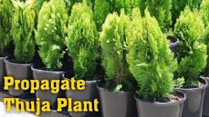 Image result for cuttings thujas