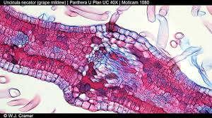 Image result for Uncinula necator