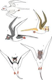 Image result for Dichilus