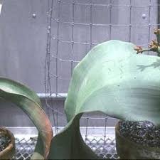 Image result for Danthoniopsis dinteri