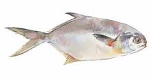 Do you eat the skin on pompano?