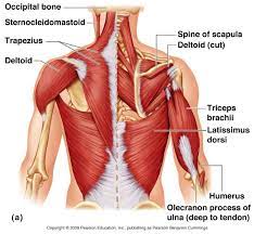 Understanding the anatomy of your lower spine can help you communicate more effectively with the medical professionals who treat your lower back pain. Muscles Of Lower Back Diagram