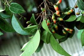 Image result for Rourea