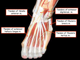 Extensor digitorum longus muscle (insertion, origin, actions & innervations); Extensor Hallucis Longus And Extensor Digitorum Longus And Fibularis Tertius