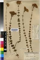 Image result for Sebaea sedoides