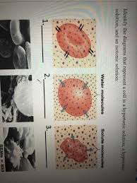 We did not find results for: Identify The Diagrams That Represent A Cell In A Chegg Com