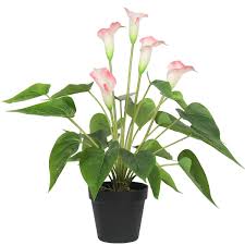 A swedish botanist mistakenly cataloged it we know that calla lily was depicted for the first time in 1664 in a royal garden of paris illustration. Artificial Flowering White Pink Peace Lily Calla Lily Plant 50cm Dealtopia