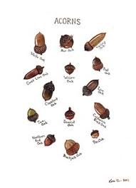 22 Best Tree Bark Identification Images Tree