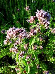 Image result for Haumaniastrum venosum