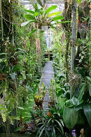 Collection by cortney nickel • last updated 10 weeks ago. Rare Plant Fair In Vienna Rare Plants Plants Orchids