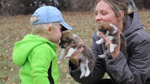 Find corgi puppies for sale with pictures from reputable corgi breeders. Pembroke Welsh Corgi Puppies Breeders For Sale Adoption Mn