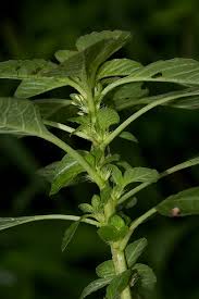 Image result for Amaranthus thunbergii