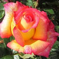 Pin On Roses