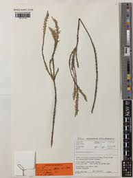 Image result for Struthiola scaettae