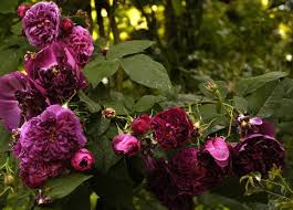 About Souvenir D Alphonse Lavallee And Other Roses Rose Secret Garden Souvenir