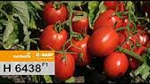 Our management idea is to enrich and develop chinese vegetable seeds by our decades efforts,we have built partner relationships with the us netherlands israel japan france and so on. Tomato Hybrid Variety Sampurna Youtube