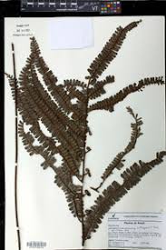 Image result for Adiantum comorense