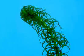 Image result for Lagarosiphon major