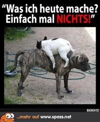 Pin Von Amelie Auf Lustige Bilder Lustige Hund Bilder Lustige Tiere Tiere