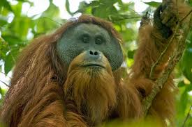 Orangutan, any of three species of asian great apes found in rainforests on the southeast asian islands president, orangutan foundation international, los angeles, california, u.s. Activists Fighting To Save Orangutan Habitat From Dam Unfazed By Legal Setback