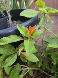 Image result for Justicia phyllostachys