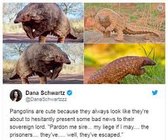 Suggest and discuss governance proposals. Pangolins Are Cute 9gag