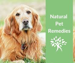 Natural Dog Vomiting And Diarrhea Remedies Natural Health Strategies