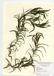 Image result for Potamogeton richardii